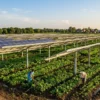 Agrivoltaics in India: solar panels on tall stilts above an irrigated crop field, the land-sharing model behind PM-KUSUM farmer solar income